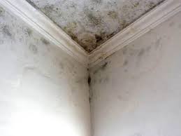 Best Mold Prevention Services  in Taylorsville, KY