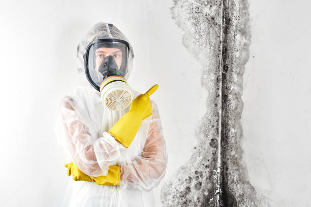 Professional Mold Removal & Remediation in Taylorsville, KY