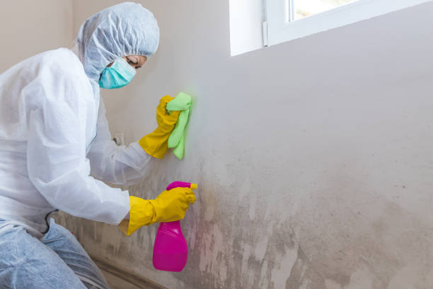 Best Mold Remediation for Healthcare Facilities  in Taylorsville, KY