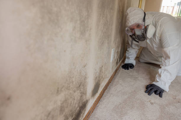 Best Mold Removal for HVAC Installations  in Taylorsville, KY